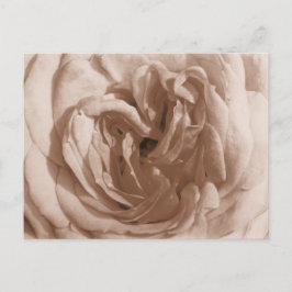 Postal Postcard Rosa