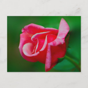Postal Postcard Rosa