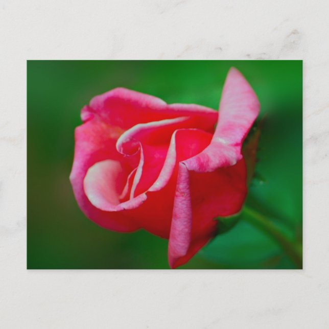 Postal Postcard Rosa (Anverso)