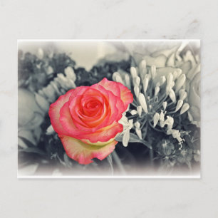 Postal Postcard Rosa