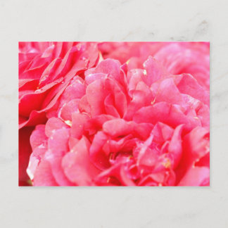 Postal Postcard Rosa