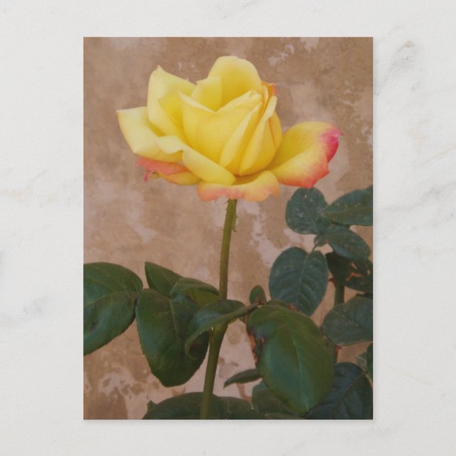 Postal Postcard Rosa (Anverso)