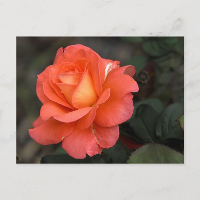 Postal Postcard Rosa (Anverso)