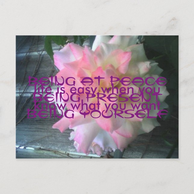 Postal Postcard Rosa de la Paz (Anverso)