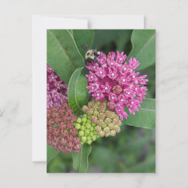 Postal Postcard Rosa Milkweed