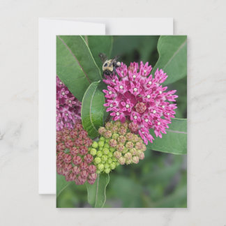 Postal Postcard Rosa Milkweed