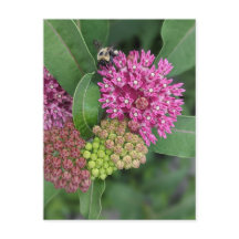 Postcard Rosa Milkweed