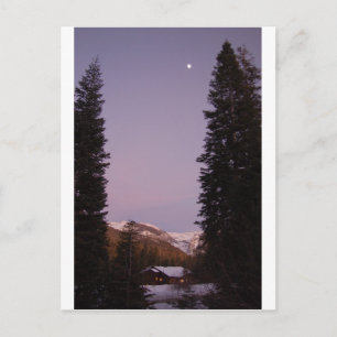 Postal Postcard Sequoia