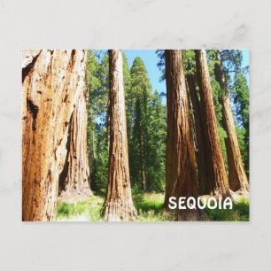 Postal ¡Postcard Sequoia!