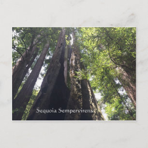 Postal Postcard Sequoia Sempervirens