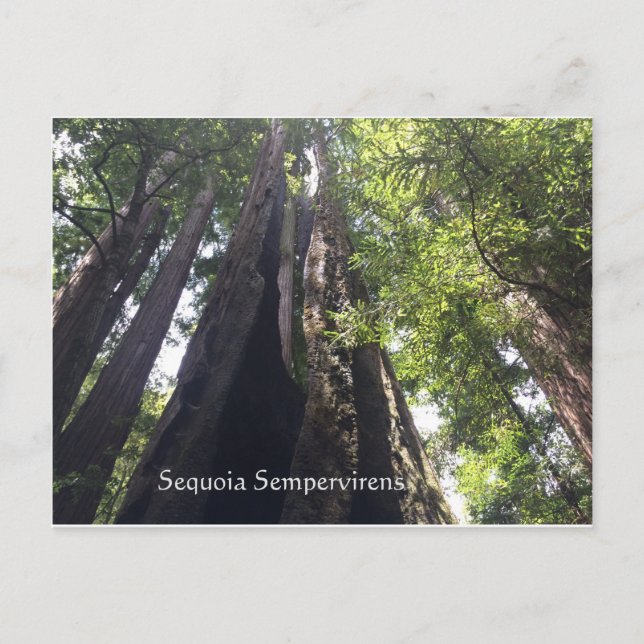 Postal Postcard Sequoia Sempervirens (Anverso)