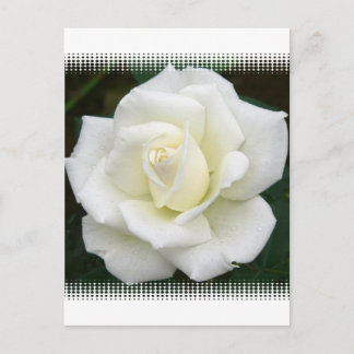 Postal Postcard Significados de Rosa