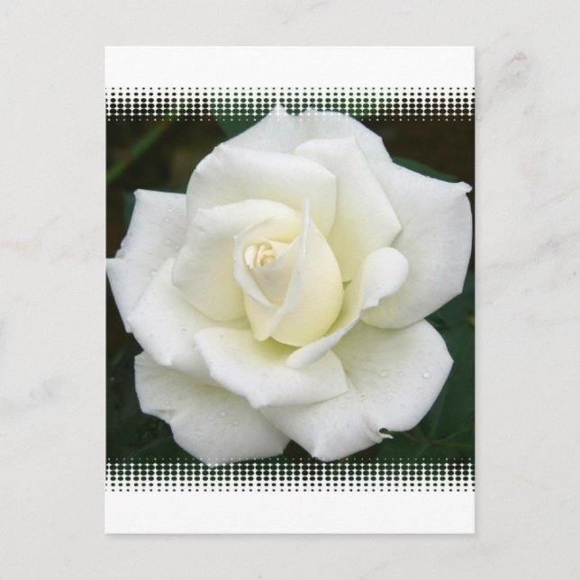 Postal Postcard Significados de Rosa (Anverso)