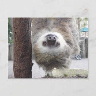 Postal Postcard Sloth