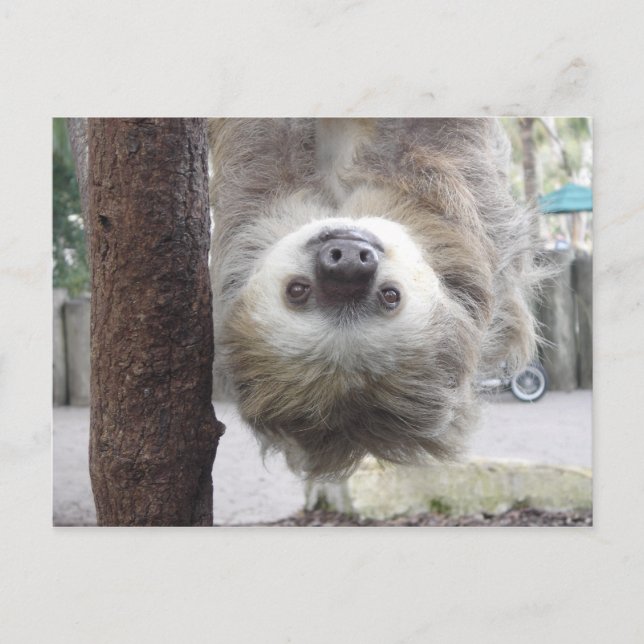 Postal Postcard Sloth (Anverso)
