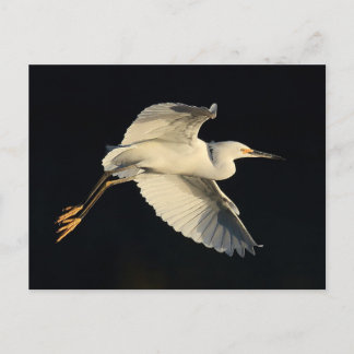 Postal Postcard - Snowy egret flyby