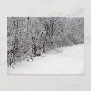 Postal Postcard Snowy Woods