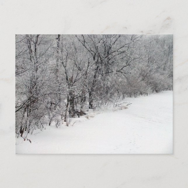 Postal Postcard Snowy Woods (Anverso)
