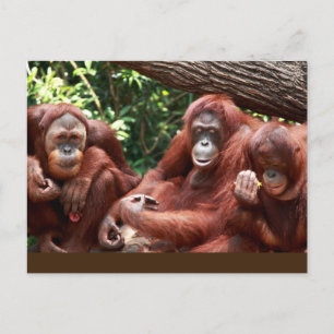 Postal PostCard sobre los Orangutans para la cereza de Ci