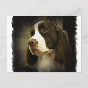 Postal Postcard Springer Spaniel