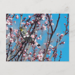 Postal Postcard - Springtime Sparrow