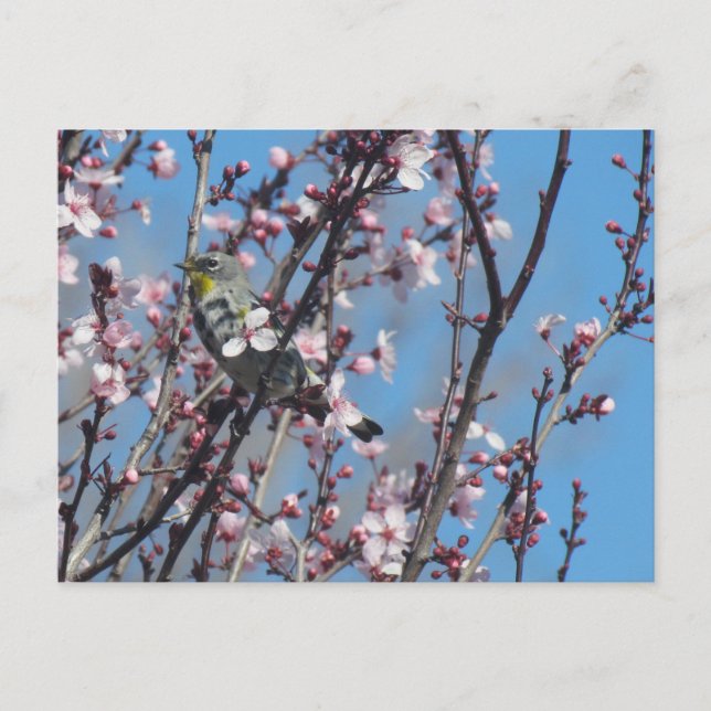 Postal Postcard - Springtime Sparrow (Anverso)