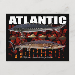 Postal Postcard-Sturgeon-Collage del Atlántico