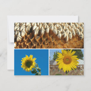 Postal Postcard - Sunflower