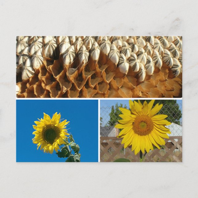 Postal Postcard - Sunflower (Anverso)