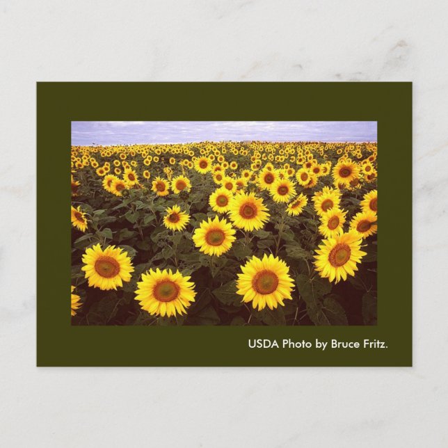 Postal Postcard / Sunflowers en Fargo North Dakota. (Anverso)