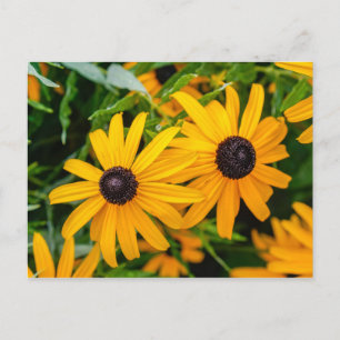 Postal Postcard - Susan de ojos negros