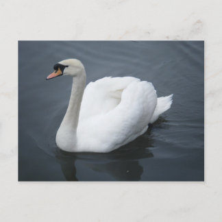 Postal Postcard - Swan