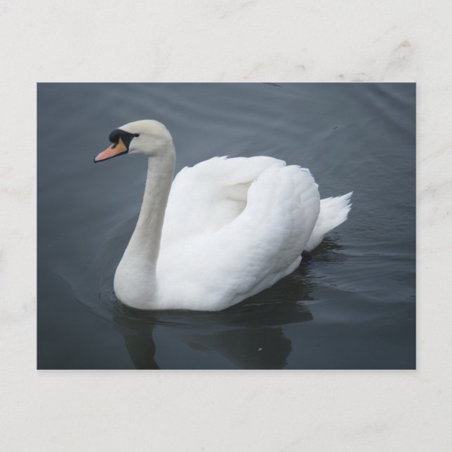 Postal Postcard - Swan (Anverso)