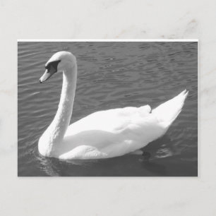 Postal Postcard - Swan en blanco y negro