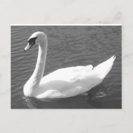 Postal Postcard - Swan en blanco y negro