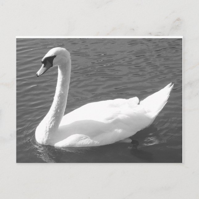Postal Postcard - Swan en blanco y negro (Anverso)