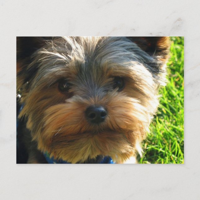 Postal Postcard Terrier de Yorkshire (Anverso)