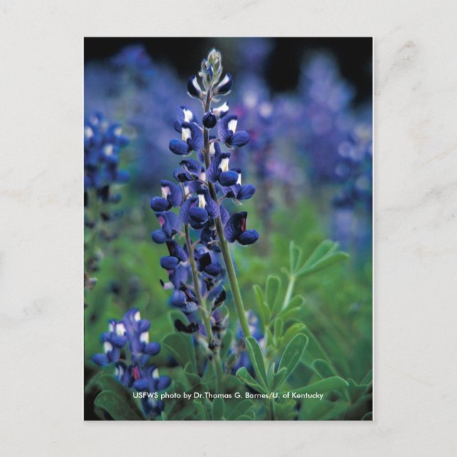 Postal Postcard / Texas Bluebonnet (Anverso)