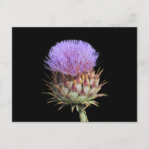 Postal Postcard - Thistle