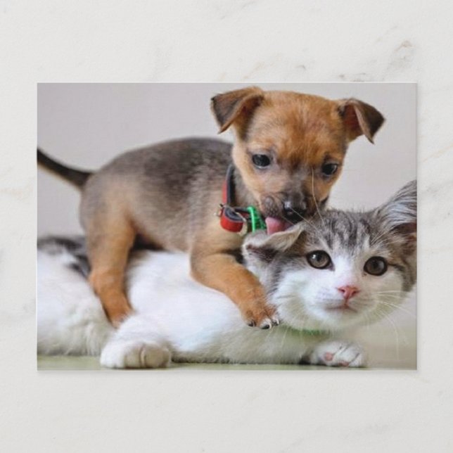 Postal Postcard - Tiempo de lavado! (Anverso)