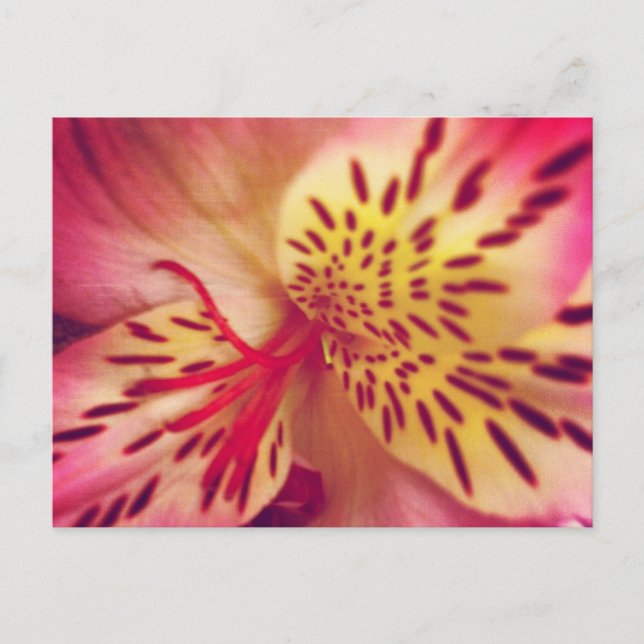 Postal Postcard Tiger Lily (Anverso)