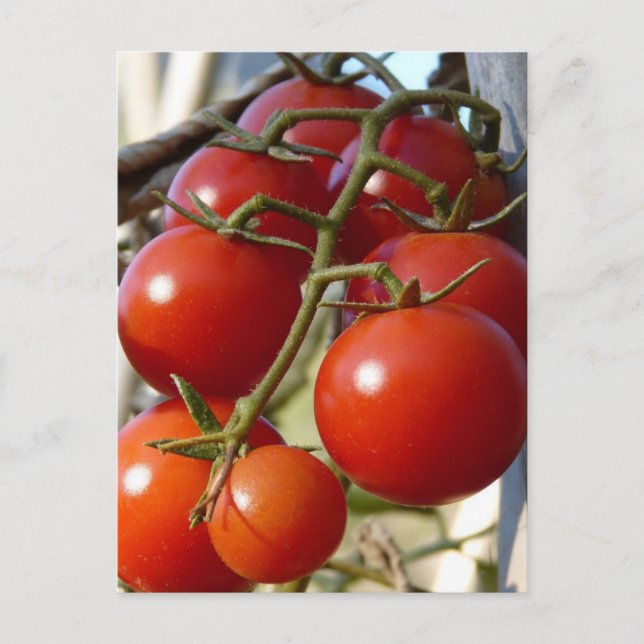 Postal Postcard Tomates (Anverso)