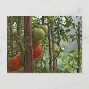 Postal Postcard Tomates