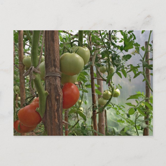 Postal Postcard Tomates (Anverso)