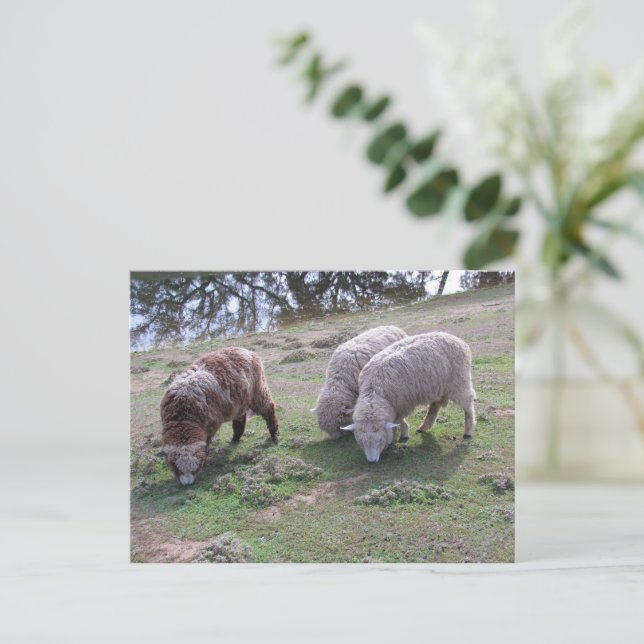 Postal Postcard - Tres ovejas (Anverso de pie)