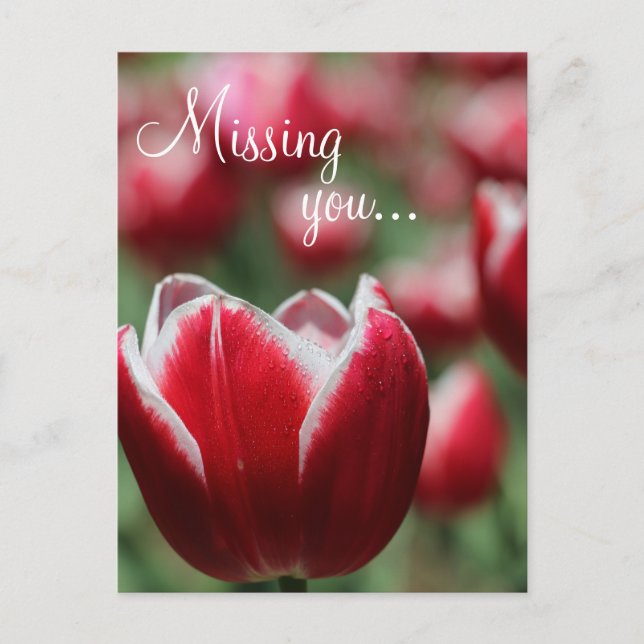 Postal Postcard/Tulip (Anverso)