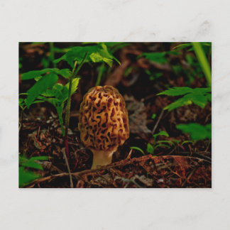 Postal POSTCARD ~ Un Morel posado a lo largo del lago Pen