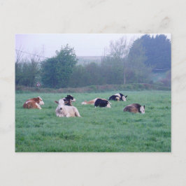 Postal Postcard - Vacas en color