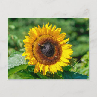 Postal Postcard - Vermont Sunflower