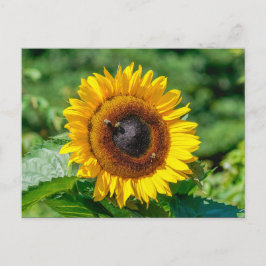 Postal Postcard - Vermont Sunflower
